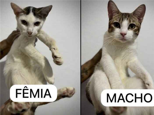 Gato para adoção Ambos Pequeno 7 a 11 meses