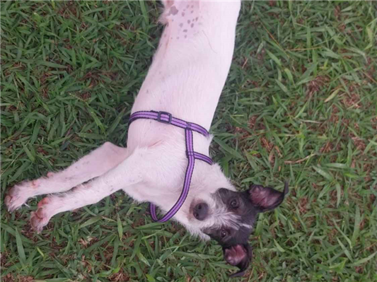 Cachorro cão para adoção Macho Pequeno 2 a 6 meses 