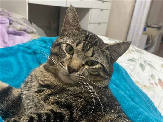 Gato Procura-Perdido Macho Grande 1 ano 