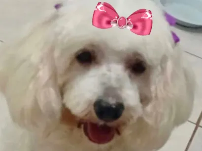 Cao Poodle Pequeno 2-anos