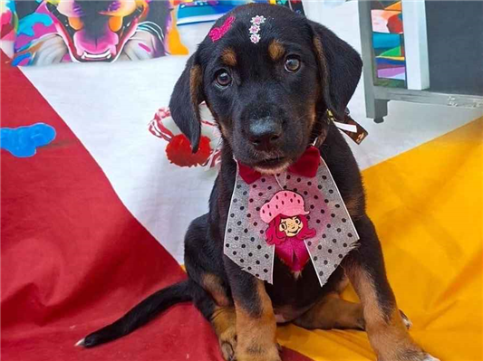 Cachorro cão para adoção Fêmea Médio  2 a 6 meses 