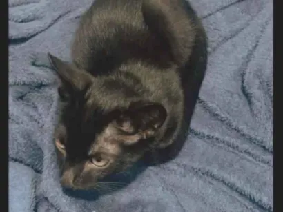 Gato SRD-ViraLata Medio 2-a-6-meses