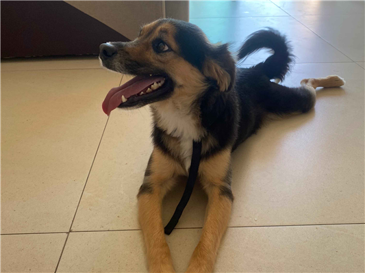 Cachorro cão para adoção Macho Pequeno 2 anos 