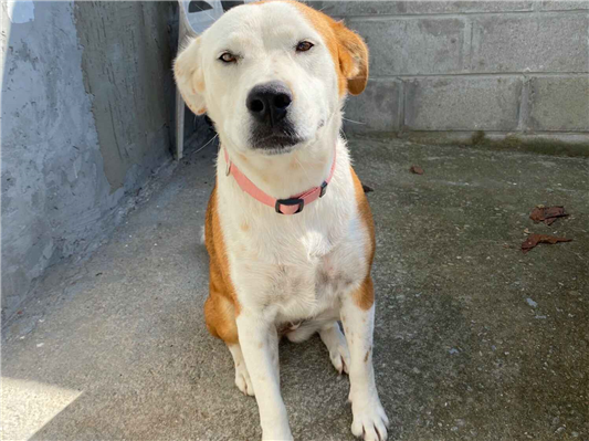 Cachorro cão para adoção Fêmea Médio  1 ano 