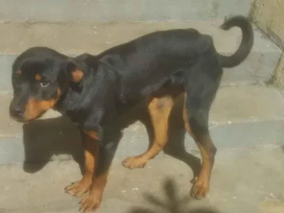 Cao Rottweiler Grande 1-ano