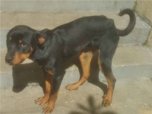 Cachorro cão para adoção Ambos Grande 1 ano 