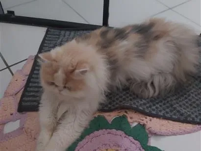 Gato Persa Medio 2-a-6-meses