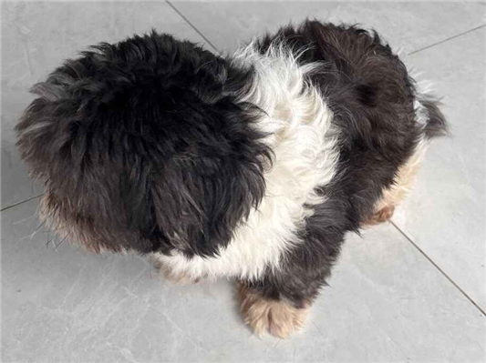Cachorro cão para adoção Macho Médio  3 anos 