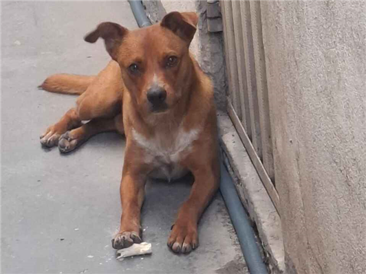 Cachorro cão para adoção Macho Médio  2 anos 