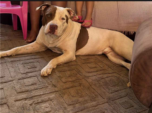 Cachorro cão para adoção Macho Médio  2 anos 