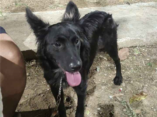 Cachorro cão para adoção Macho Médio  7 a 11 meses 