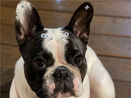 Cachorro cão para adoção Fêmea Médio  6 anos Acima 