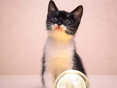 Gato SRD-ViraLata Pequeno Abaixo-de-2-meses