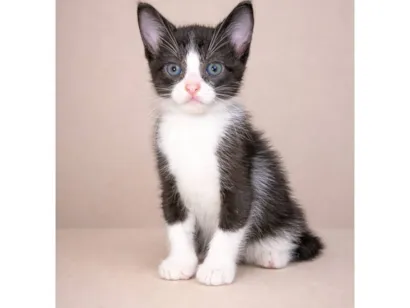 Gato SRD-ViraLata Pequeno Abaixo-de-2-meses