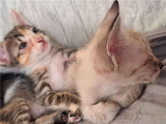 Gato para adoção Ambos Pequeno Abaixo de 2 meses