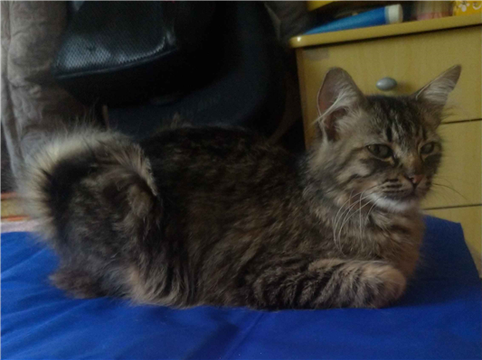 Gato para adoção Fêmea Pequeno 7 a 11 meses