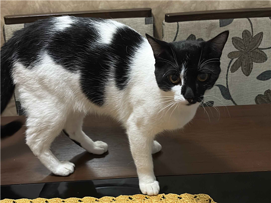 Gato para adoção Macho Médio 1 ano