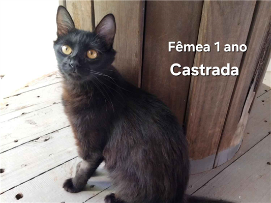 Gato para adoção Fêmea Médio 1 ano