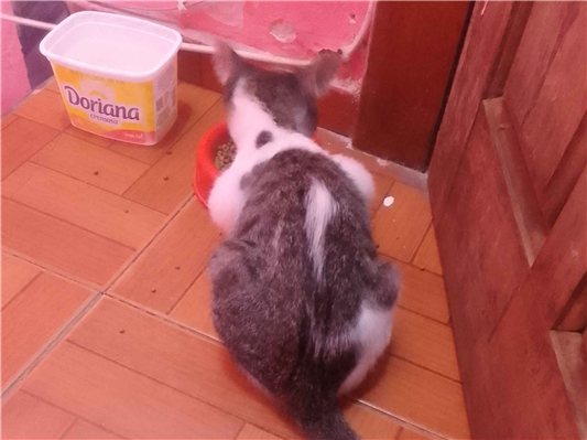 Gato para adoção Fêmea Pequeno Abaixo de 2 meses