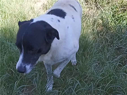 Cachorro cão para adoção Macho Médio  6 anos Acima 