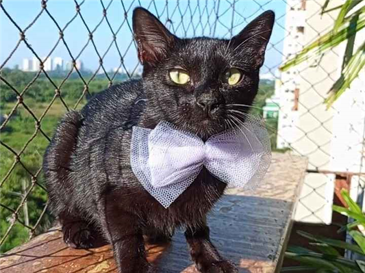 Gato para adoção Fêmea Médio 7 a 11 meses