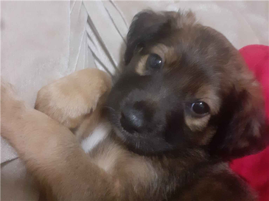 Cao - Macho Pequeno2 a 6 meses