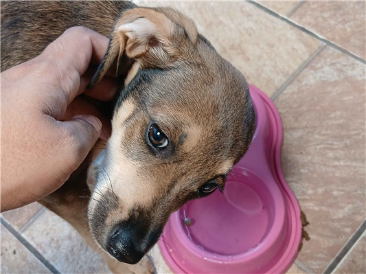 Cachorro cão para adoção Fêmea Médio  2 a 6 meses 