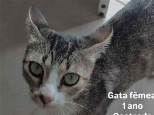 Gato para adoção Fêmea Pequeno 2 a 6 meses