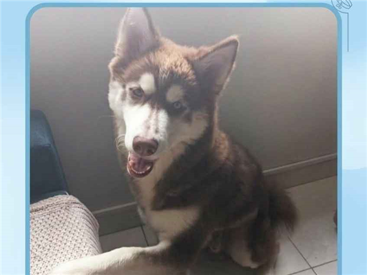 Cachorro cão para adoção Macho Grande 7 a 11 meses 