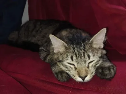 Gato Siamês Medio 3-anos