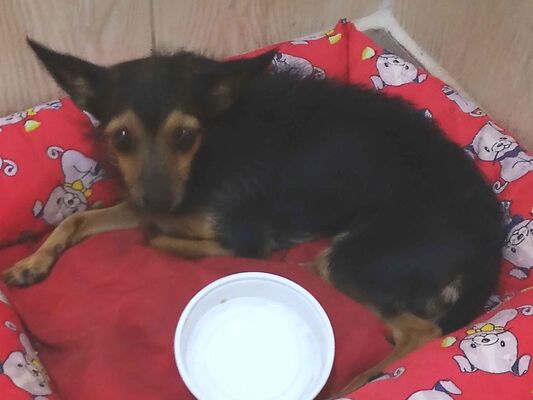 Cao - Fêmea Pequeno2 anos
