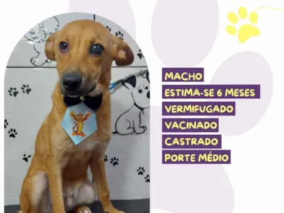 Cao SRD-ViraLata Medio 2-a-6-meses