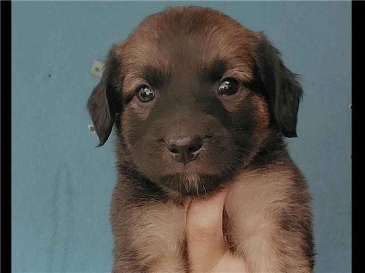 Cachorro cão para adoção Macho Médio  3 anos 