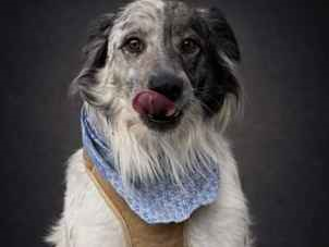 Cachorro cão para adoção Macho Médio  2 a 6 meses 