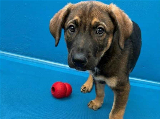 Cachorro cão para adoção Macho Médio  2 a 6 meses 