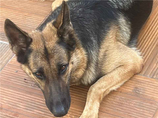 Cachorro cão para adoção Fêmea Grande 5 anos 