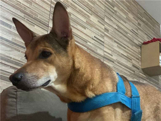 Cachorro cão para adoção Macho Médio  1 ano 