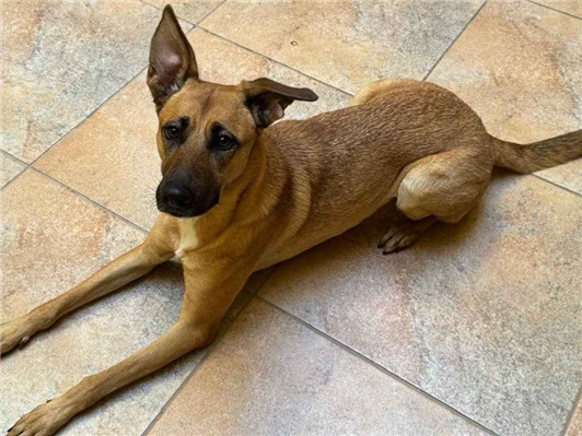 Cachorro cão para adoção Fêmea Médio  3 anos 