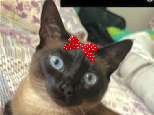 Gato para adoção Fêmea Pequeno 4 anos