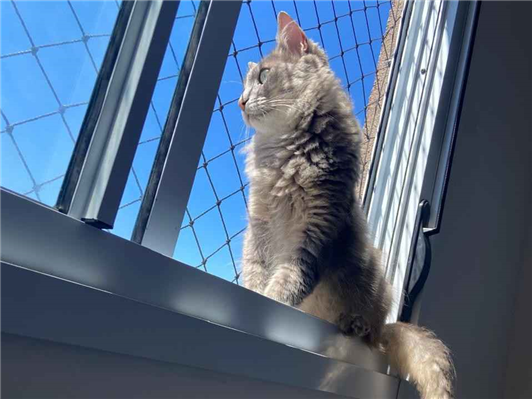 Gato para adoção Macho Médio 3 anos