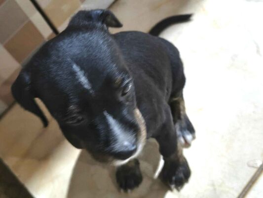 Cachorro cão para adoção Ambos Pequeno Abaixo de 2 meses 