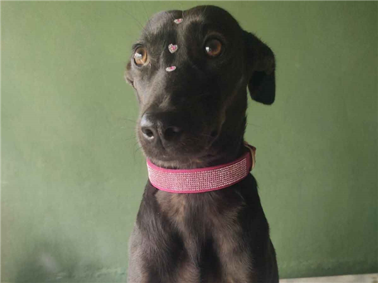Cachorro cão para adoção Fêmea Médio  4 anos 