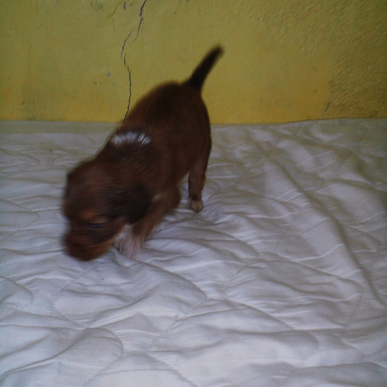 Cachorro cão para adoção Macho Pequeno Abaixo de 2 meses 