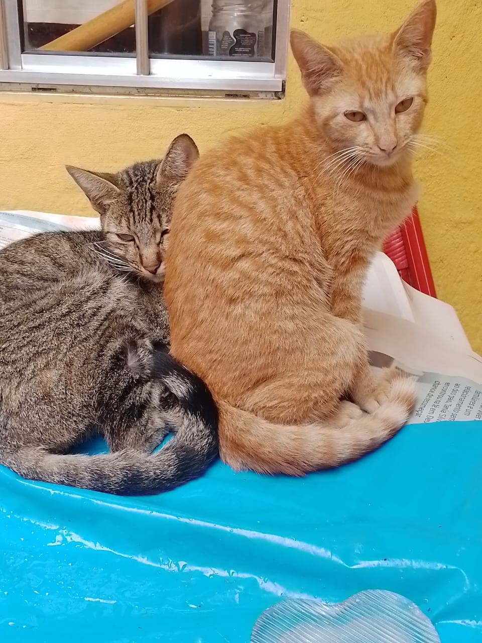 Gato - Fêmea Pequeno2 a 6 meses