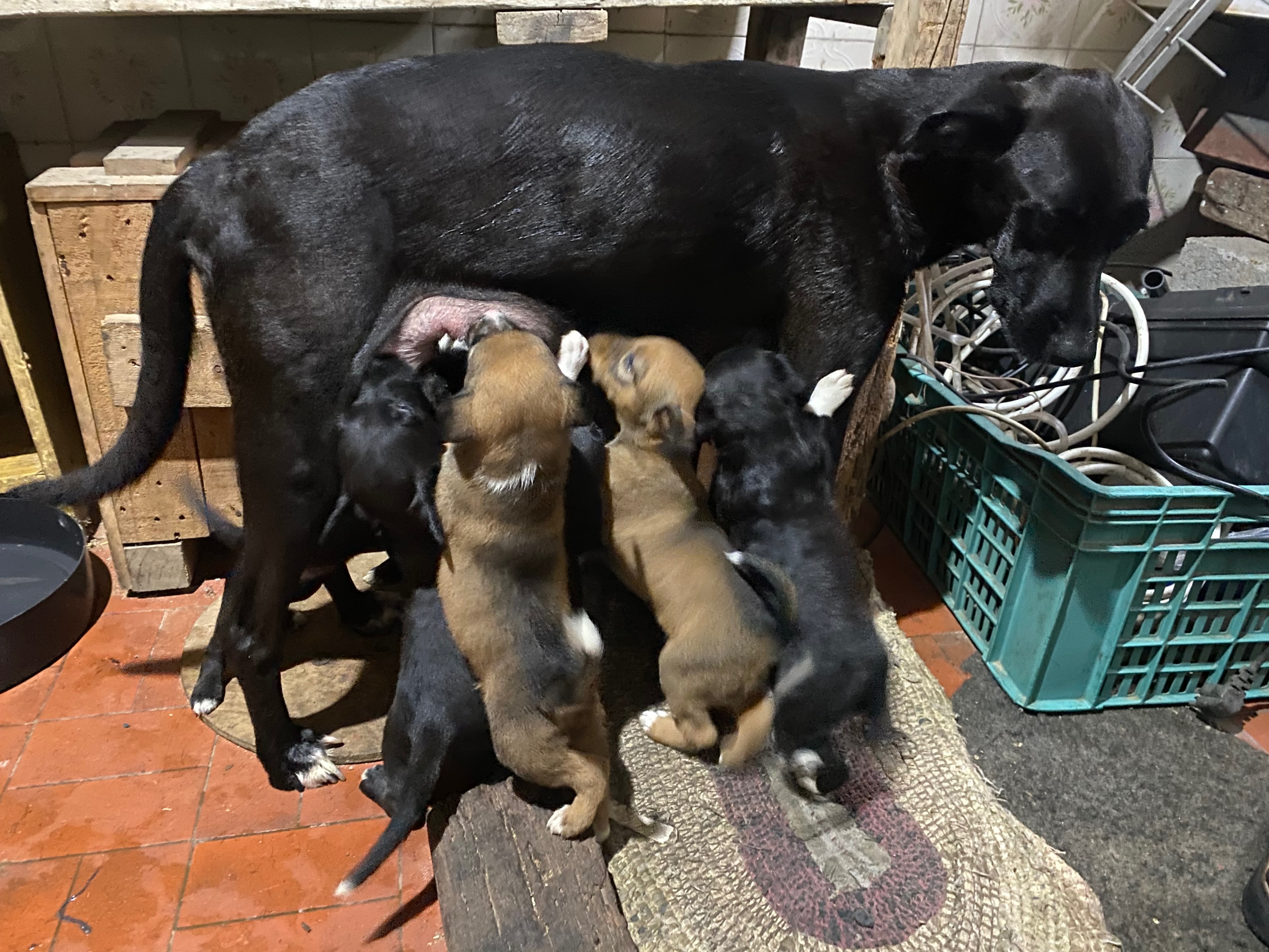 Cachorro cão para adoção Ambos Médio  2 a 6 meses 