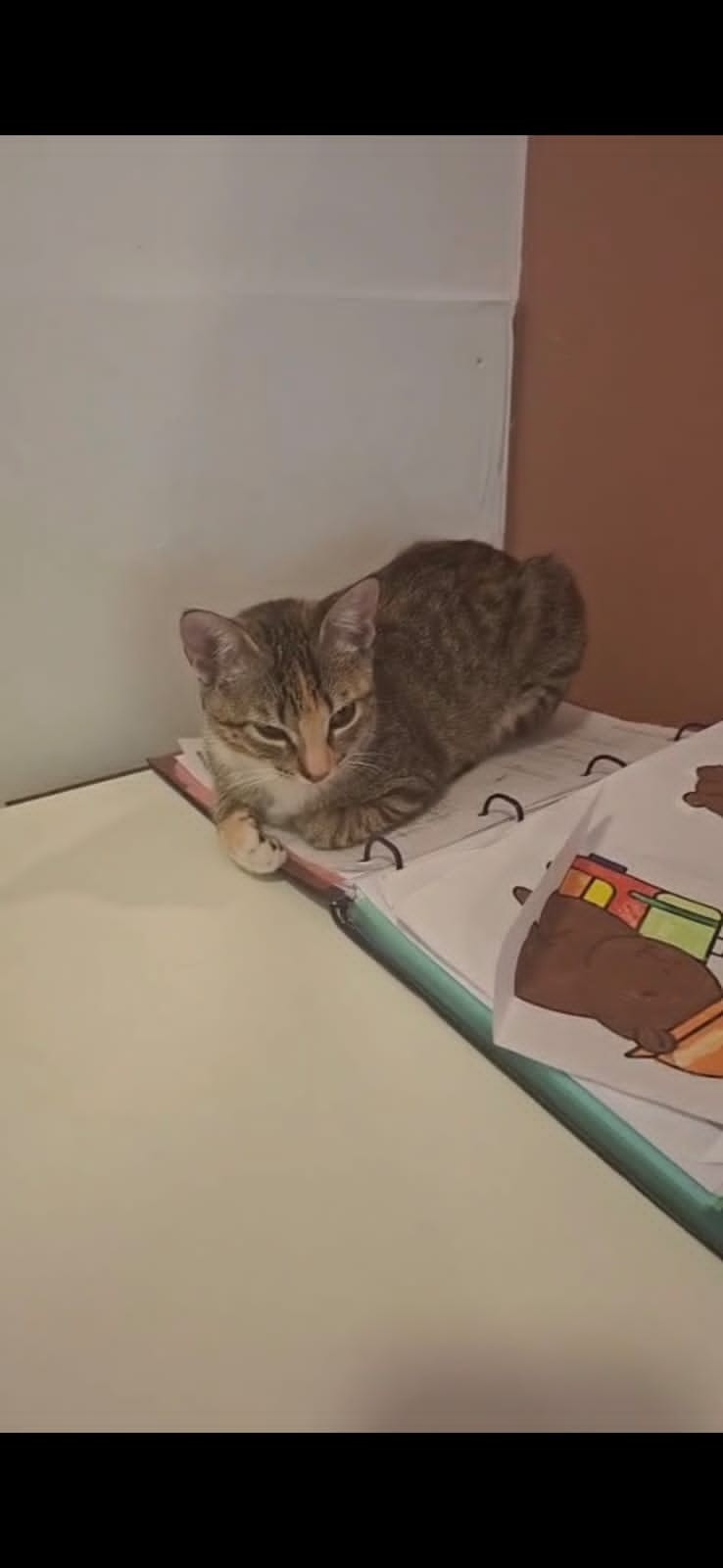 Gato Procura-Perdido Fêmea Pequeno 2 a 6 meses 