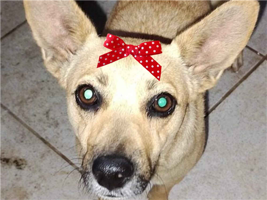 Cachorro cão para adoção Fêmea Pequeno 2 a 6 meses 