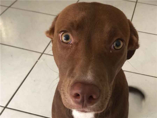 Cachorro cão para adoção Fêmea Grande 7 a 11 meses 