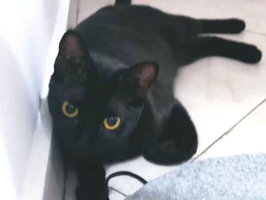 Gato para adoção Fêmea Pequeno 1 ano
