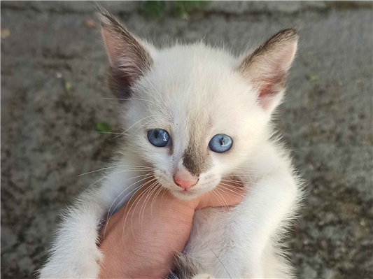 Gato para adoção Ambos Pequeno Abaixo de 2 meses